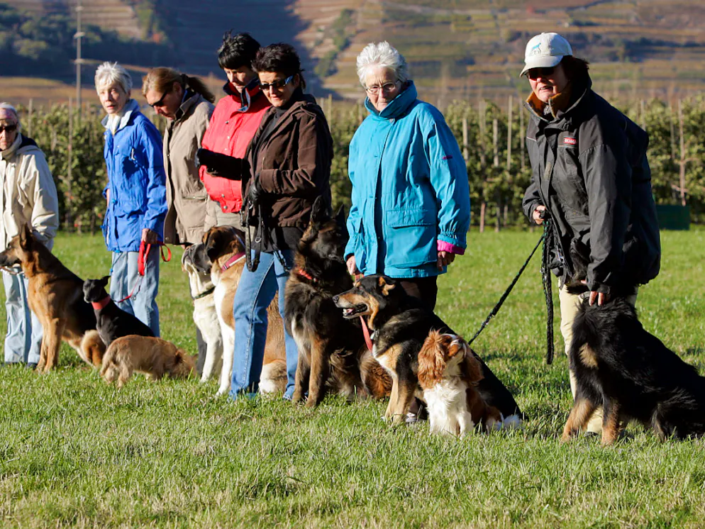 Réintroduction de cours canins en bonne voie en Valais. Le Valais fait un pas concret en direction d'une réintroduction de cours obligatoires pour propriétaires de chiens. Suite à un postulat du Grand conseil, le gouvernement cantonal émet une proposition qui sera examinée le 16 novembre par le parlement cantonal (archives).