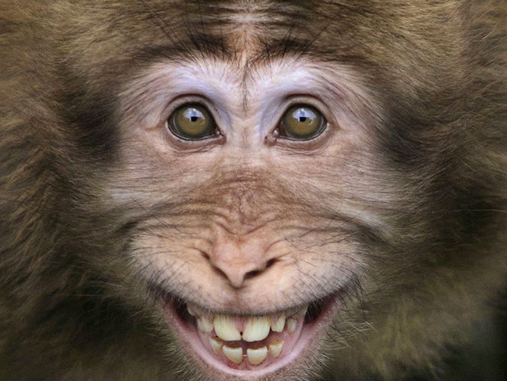 Animali sorridenti. Questo macaco della provincia di Anhui, in Cina orientale, ci regala il suo più bel sorriso.