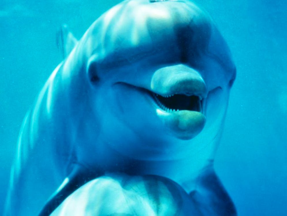 Animali sorridenti. Questi due delfini della specie Tursiope sembrano di ottimo umore.
