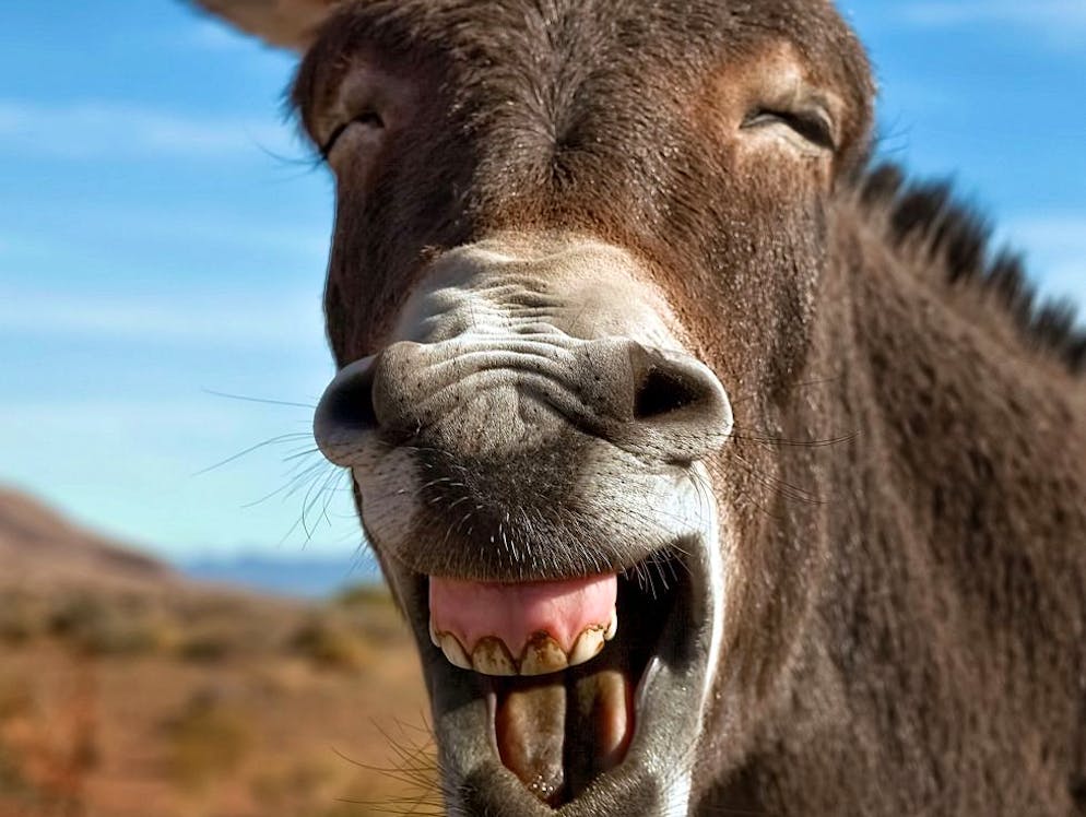 Animali sorridenti. I denti di quest'asino del Nevada avrebbero bisogno di un buono spazzolino. Il suo sorriso, in compenso, è dei più accattivanti.
