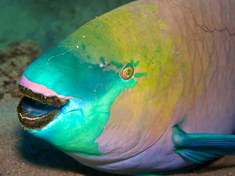 Animali sorridenti. Questo pesce pappagallo è adorabile.