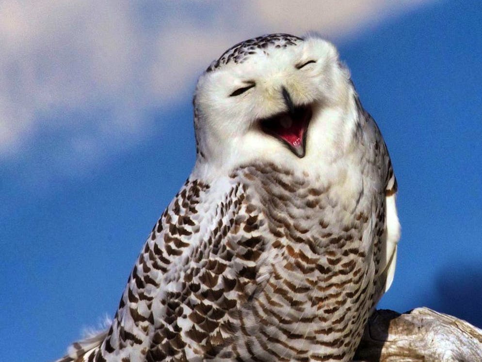 Animali sorridenti. ... o questo gufo delle nevi, intravisto in un parco nazionale dello Stato americano di Washington.