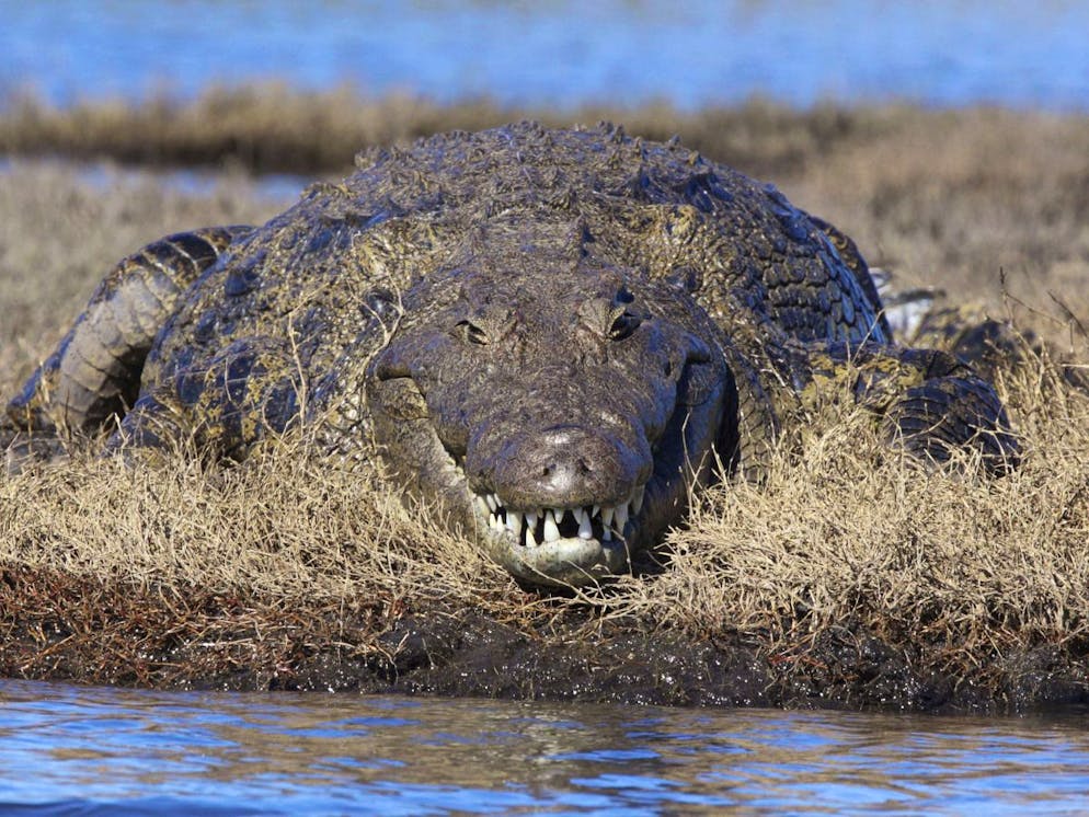 Animali sorridenti. Sarebbe il caso di non avvicinarsi mai a un coccodrillo, neppure quando sorride.