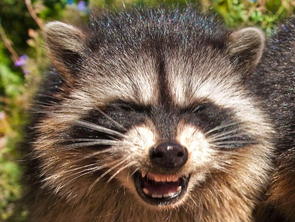 Animali sorridenti. Furioso o gioioso? Poco importa. In entrambi i casi, questo orsetto lavatore è molto fotogenico.