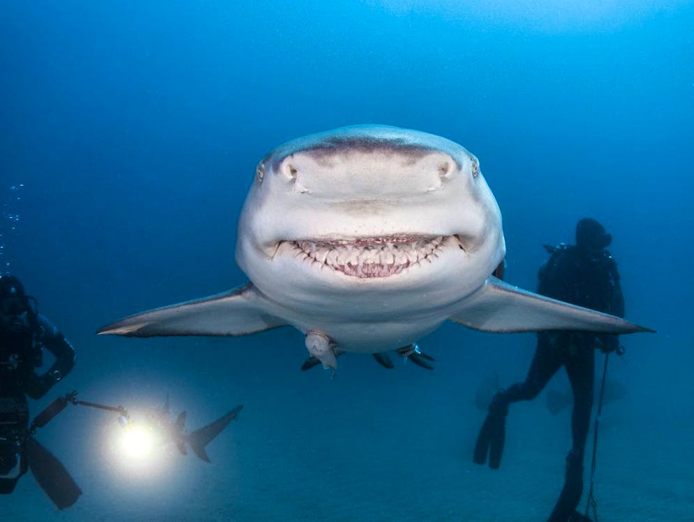 Animali sorridenti. Questo squalo limone ha davvero un'aria pessima.