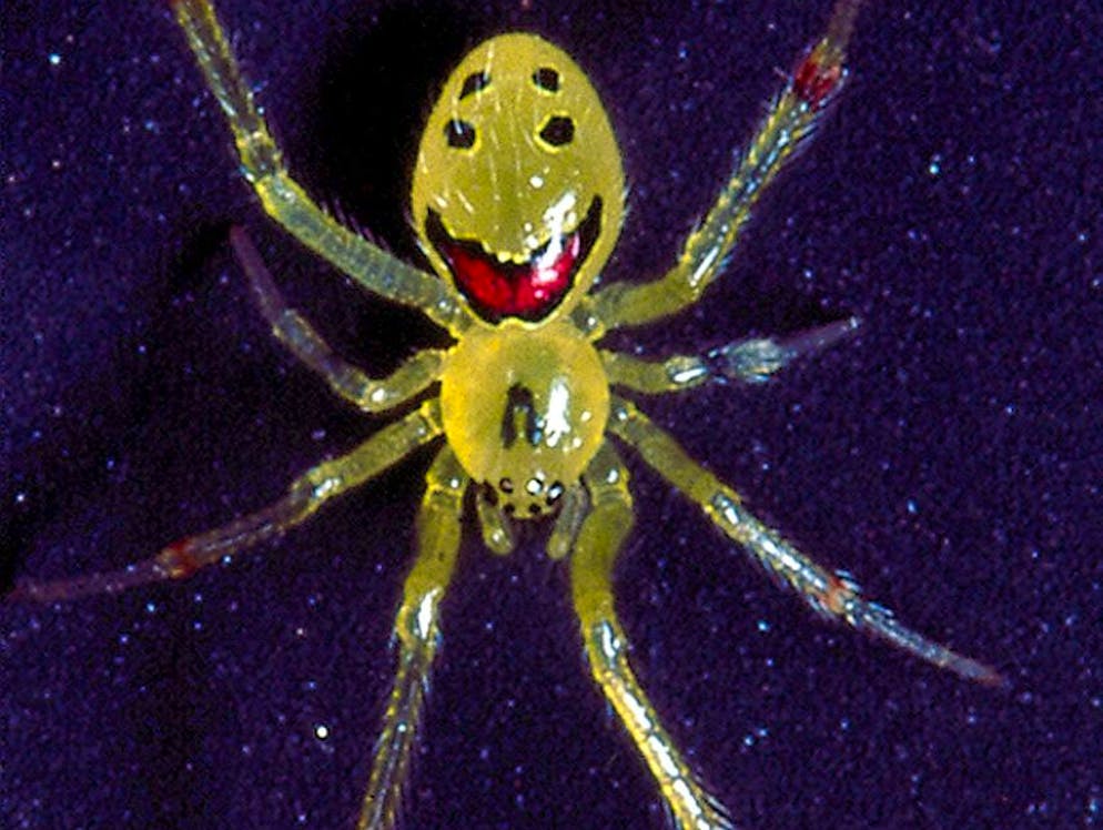 Animali sorridenti. Il ragno sorridente (Theridion grallator), una specie di ragno che si trova solo alle Hawaii, ha il corpo ricoperto di un motivo che somiglia a un volto tutto sorridente.