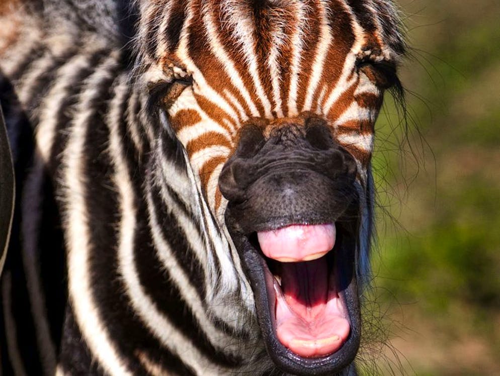 Animali sorridenti. Questa giovane zebra di un parco safari in Florida non ha ancora tutti i denti, ma ciò non le vieta di donarci il più ampio dei suoi sorrisi.
