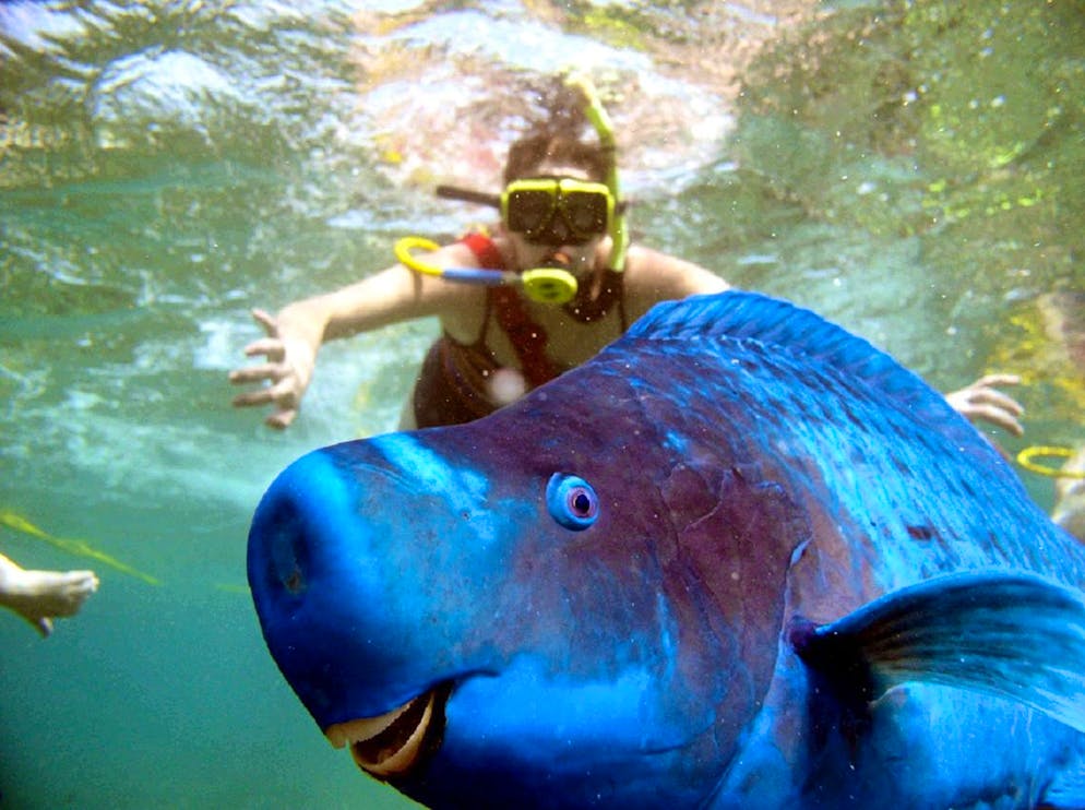 Animali sorridenti. Questo pesce esotico e il suo apparente buonumore attirano i sub.