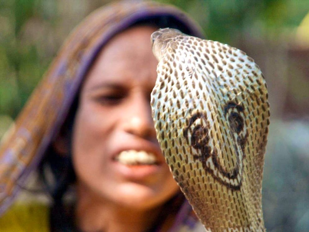 In Thailand hat eine zwei Meter lange Kobra ein Mädchen während des Schlafs tödlich verletzt. (Symbolbild)