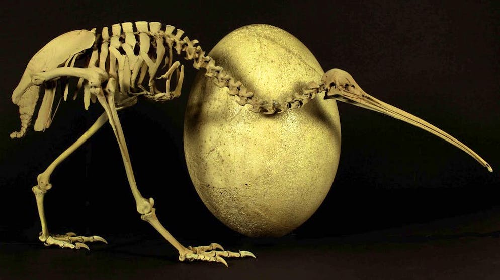 Le squelette d'un kiwi adulte originaire de Nouvelle-Zélande à côté de l'œuf géant d'un oiseau-éléphant, une espèce aujourd'hui disparue (image d'archive).