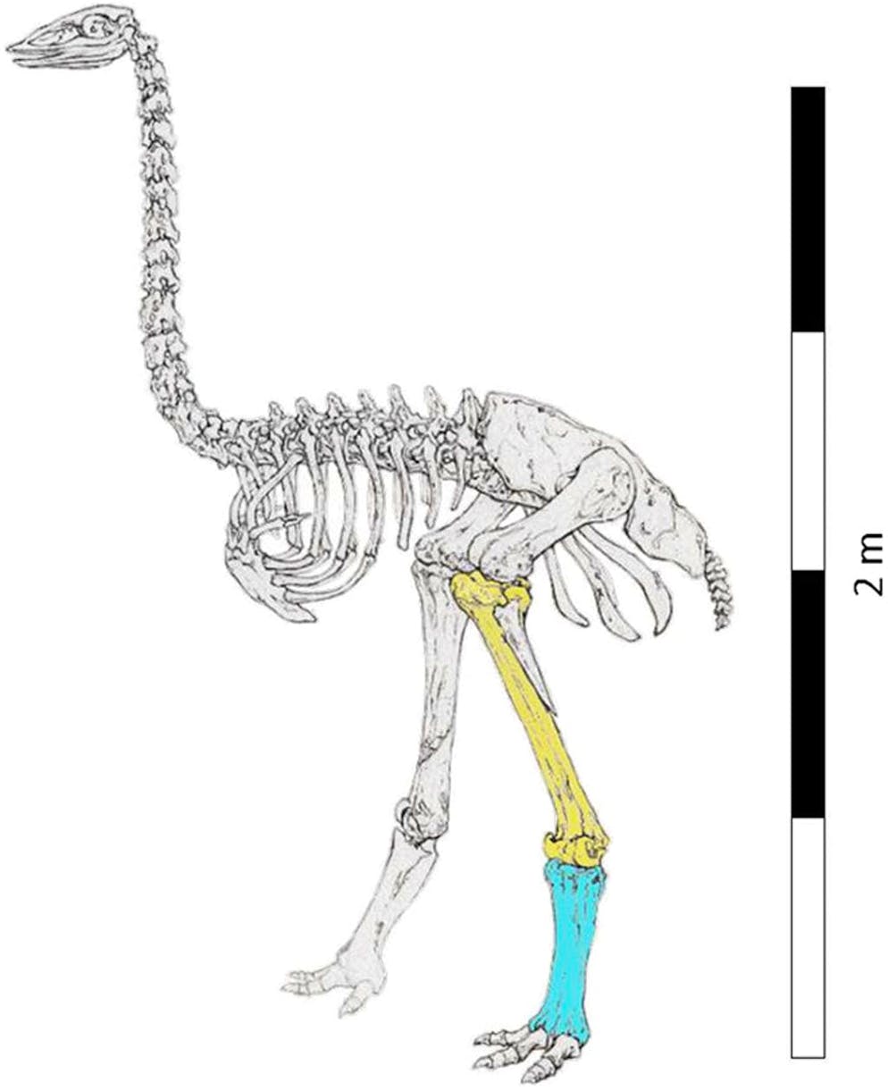 Le dessin d'un oiseau-éléphant avec la position du tibia tel qu’il a été découvert. Ces oiseaux, pouvant mesurer jusqu'à trois mètres, ont probablement été décimés entre 1000 et au plus tard 1500 après J.-C, avec la colonisation européenne. Il est possible que de derniers spécimens aient encore été aperçus à la moitié du 17e siècle – mais nous n'en avons aucune preuve.