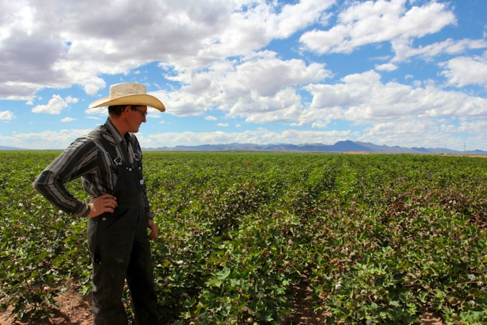 Un agriculteur mennonite regarde son champ de coton, le 25 septembre 2018 à Sabinal, au Mexique