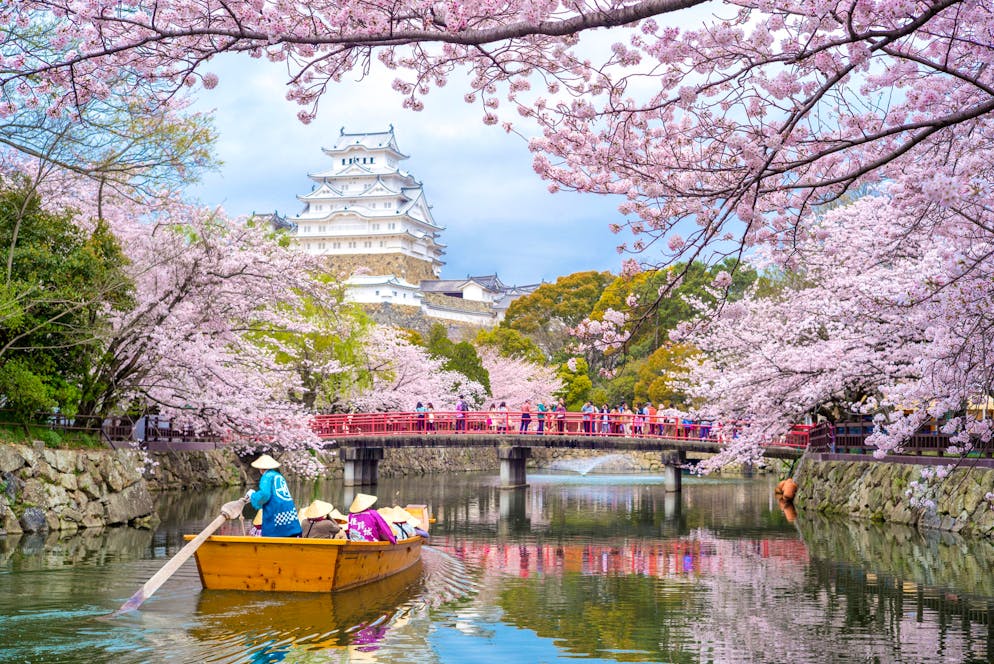 Conséquence des typhons. Japon: des cerisiers en fleurs hors saison!.