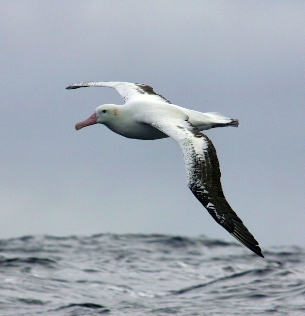 Un albatros en vol, le 1er juillet 2007 sur l'archipel du Crozet