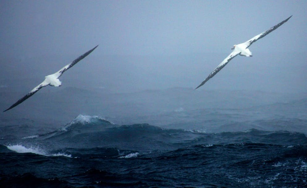 Des albatros en vol, le 1er juillet 2007 sur l'archipel du Crozet