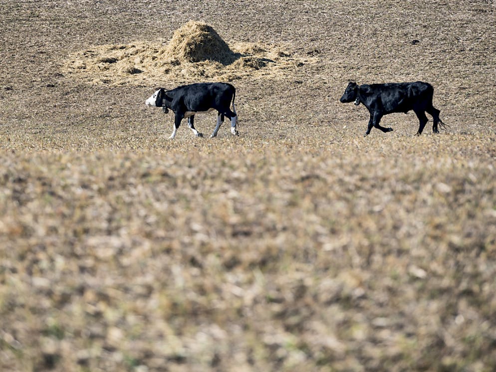 L'agriculture souffre du manque de précipitations, comme ici à Chavornay.