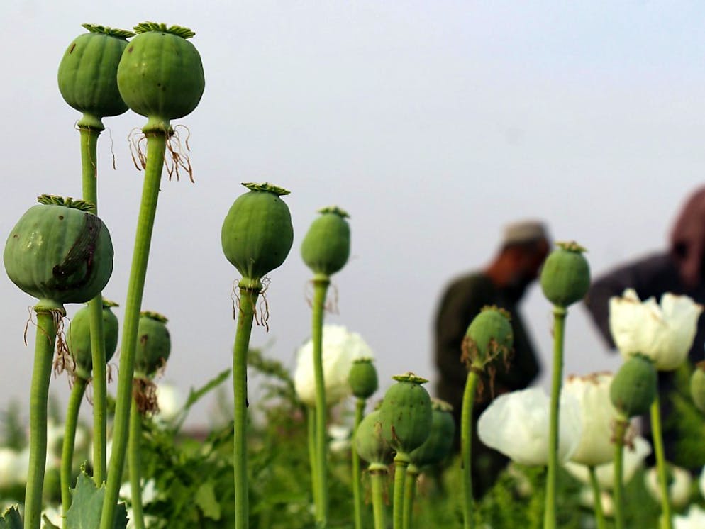 Au cours de la dernière décennie, la culture du pavot à opium a bondi de 130%, et la production mondiale de cocaïne a augmenté de 44% (archives).