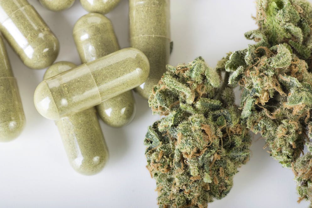 La radula, une mousse plus efficace et moins psychoactive que le cannabis