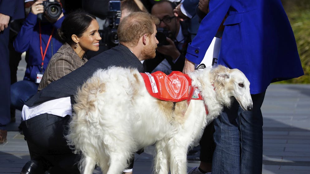 Jetzt gibt's was auf die Nase - Meghan und Harry in Neuseeland. Das Paar nahm sich viel Zeit für Royal-Fans - egal ob menschlisch oder nicht.