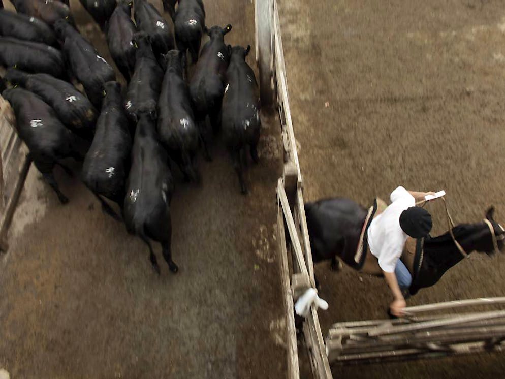 La viande importée des pays du Mercosur ne devra présenter aucun stimulateur de croissance. Elle devra aussi avoir été produite dans le respect de standards élevés en matière de protection des animaux et de sécurité alimentaire.
