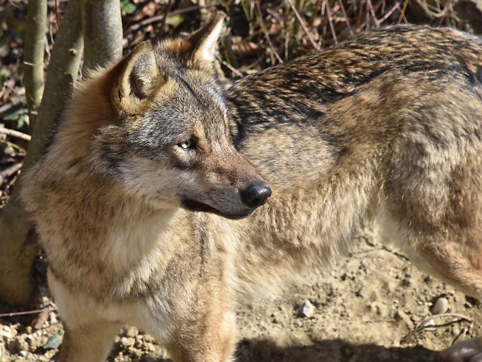 Le délai pour abattre le loup expiera dès que les animaux de rente qui se trouvent sur les alpages concernés auront tous désalpé. Ce qui n'est pas encore le cas, assure le service valaisan de la chasse (archives).