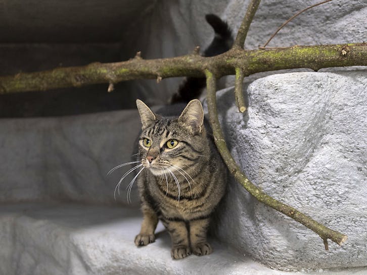 Kampagne für Chips für Katzen