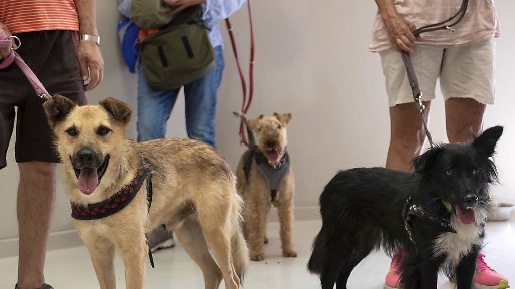 Tierschutz. 200 Meldungen zu Tierschutzfällen