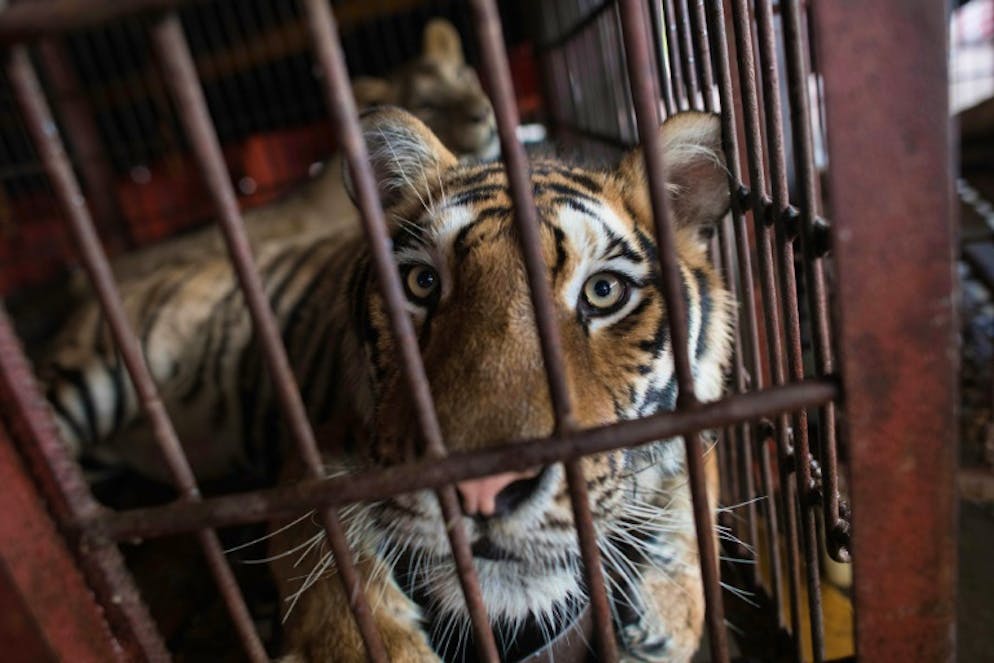 Un tigre de Sibérie de la troupe de cirque chinoise Prosperous Nation Circus, à Dongguan en Chine le 30 mai 2018