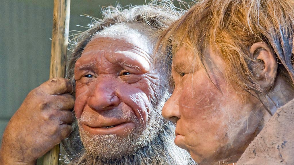 Neue Studie. Neandertaler sahen viel besser aus als bisher angenommen