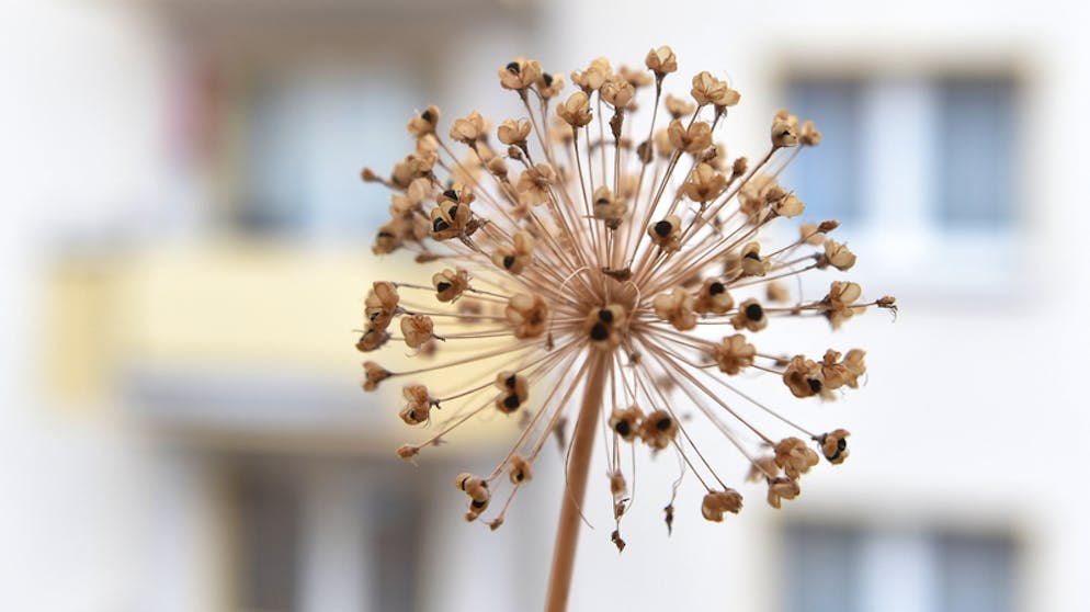 Letzte-Hilfe-Kurs hilft beim Begleiten von Sterbenden. Eine getrocknete Alllium-Blüte steht beim Letzte-Hilfe-Kurs in Dortmund auf einer Fensterbank. Die Nachfrage nach den Kursen ist in Deutschland gross.