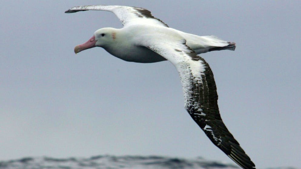 Ein Albatros vor dem Archipel von Crozet: Die französische Marine rüstet die Tiere derzeit mit Peilsendern für die Jagd nach illegalen Fischerbooten aus.