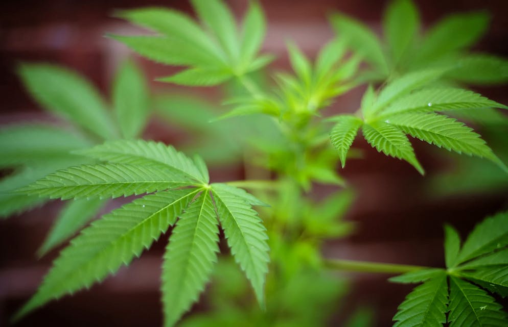 Des chercheurs canadiens viennent étayer les recherches précédentes sur les effets néfastes du cannabis sur le fonctionnement cognitif des ados.