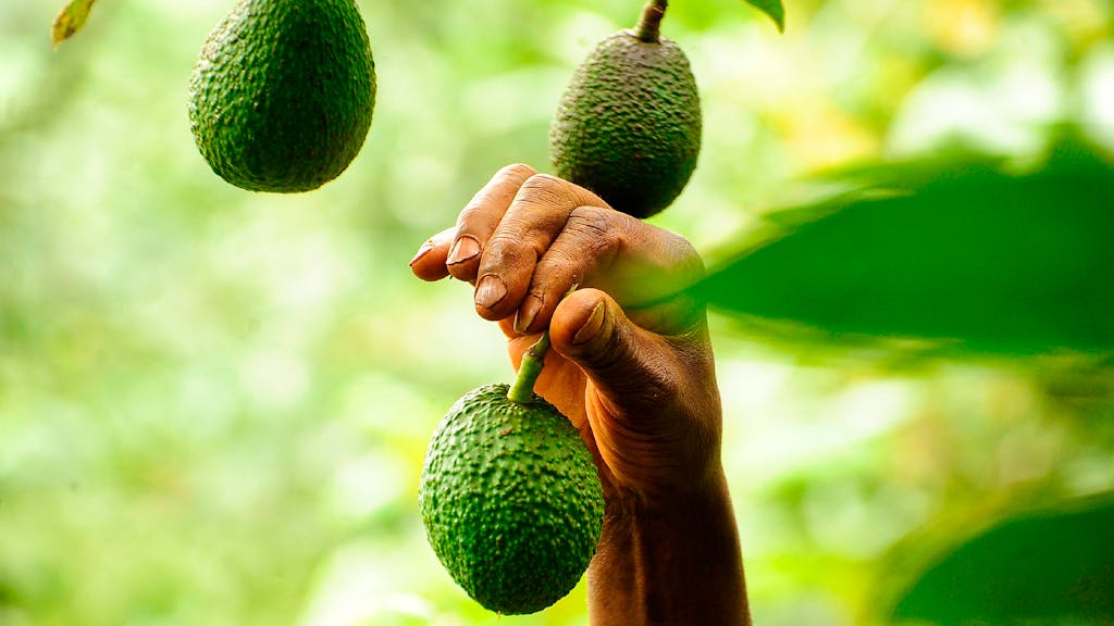 Kolumne. Die Avocado – Superfood war einmal