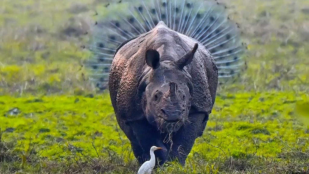 Wettbewerb. Tierisch komisch – die besten Fotos der «Comedy Wildlife Photography Awards»