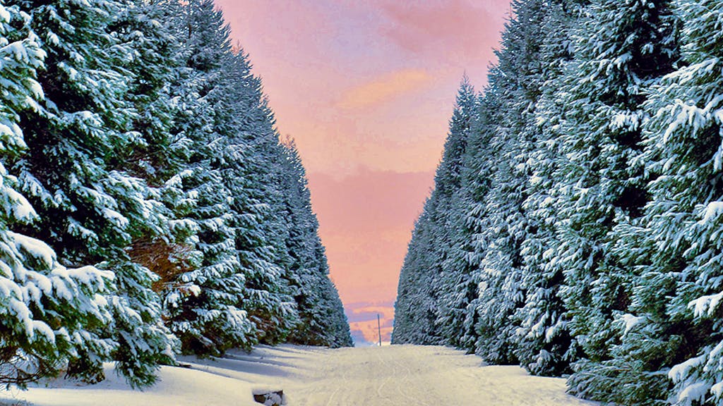Spaziergang. Die schönsten Alleen der Schweiz
