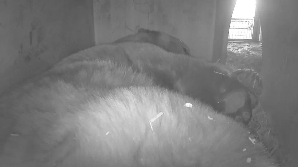 Trotz Unmengen Schnee vor seiner Box geniesst Bär Napa seine Winterruhe.