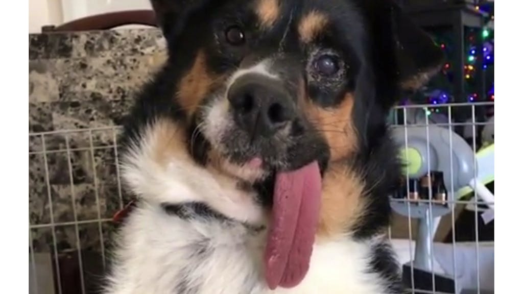 Er hat die längste Zunge dieser Hund erobert das Netz