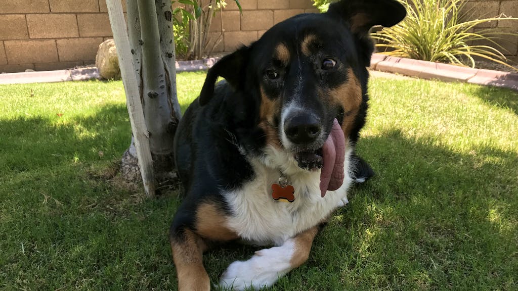 Er hat die längste Zunge dieser Hund erobert das Netz