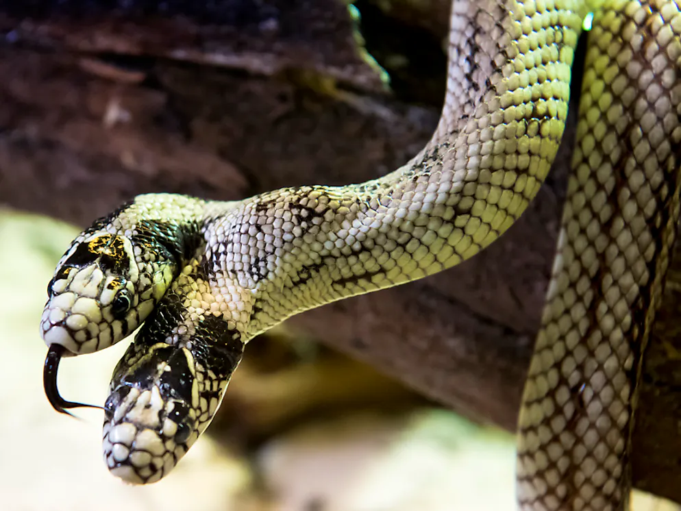 Exposition de reptiles. Un serpent à deux têtes à voir à Villeneuve — free download
