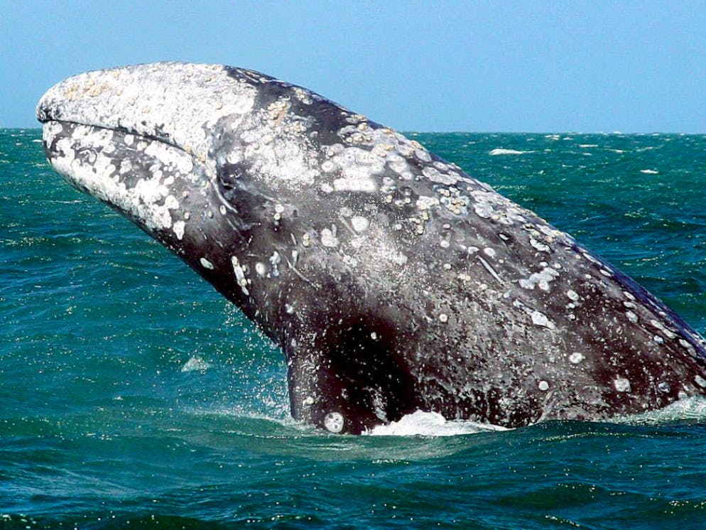 Animaux. Lueur d'espoir pour la baleine grise.