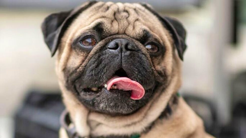 Christian Martin Schäfer über Filmhund Armani: «Ich liebe Hunde, hätte wahnsinnig gern einen eigenen. Aber das geht leider nicht mit meinen Jobs zusammen.»