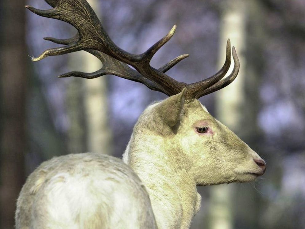 Mysteriöse Wesen und Erscheinungen. Das Geheimnis der weissen Hirsche in Hessen (D) ist gelöst: Es handelt sich um Rotwild mit einer besonderen Erbanlage. «Wir haben es geschafft, das Gen zu finden, und können genau sagen, wie hoch der Prozentsatz der Träger ist», sagte Gerald Reiner von der Universität Giessen.