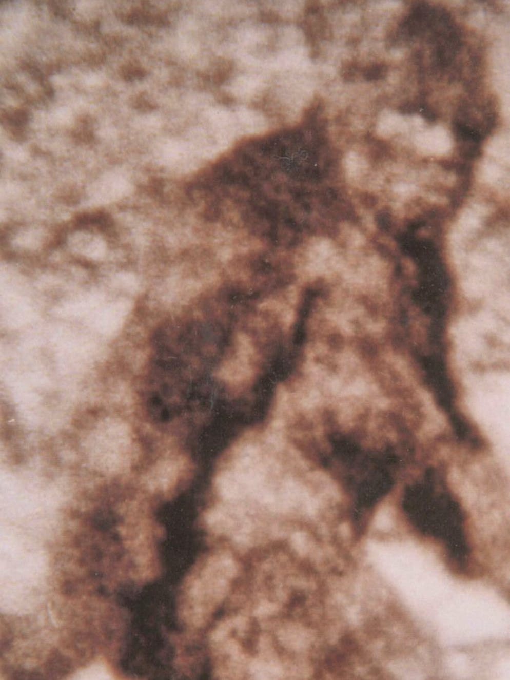 Mysteriöse Wesen und Erscheinungen. Eine uramerikanische Legende ist Bigfoot. 1967 wurde Bigfoot, der in Kanada auch Sasquatch genannt wird, in einem Wald in Kanada fotografiert. Manche Bigfoot-Enthusiasten glauben, dass die Kreatur womöglich aus dem All kommt, Skeptiker hingegen meinen, dass er für gewöhnlich eher in einem Kostümverleih lebt.