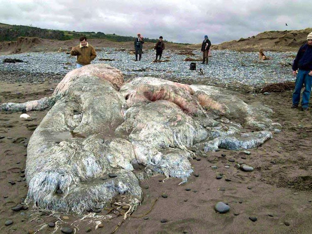 Mysteriöse Wesen und Erscheinungen. Das Monster mit dem «Blob»: Rund zwölfeinhalb Mal fünfeinhalb Meter mass diese gallertartige Masse, die im Juli 2003 an der Küste Chiles strandete. Der sogenannte Chilenische Blob nährte erneut Theorien über die Existenz von gigantischen Kraken in der Tiefsee. Tatsächlich sollte eine DNA-Analyse im Jahr 2004 eine ganz andere Herkunft dieses Globsters belegen.