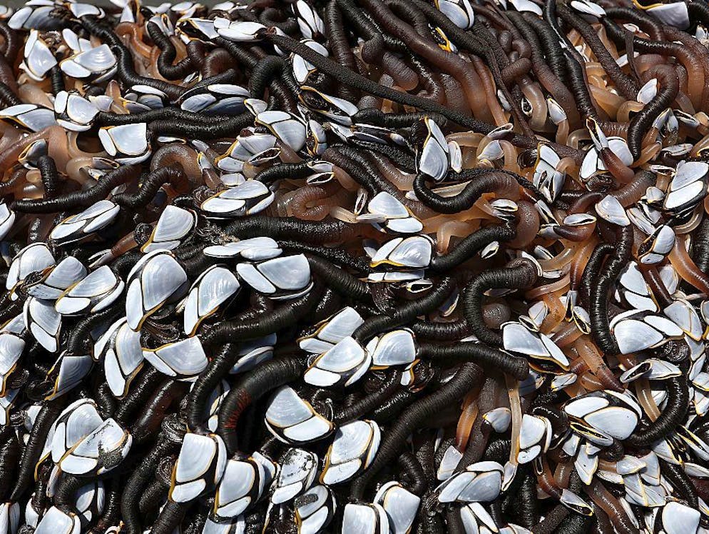 Mysteriöse Wesen und Erscheinungen. Auf dem mysteriösen Fund kleben unzählige Entenmuscheln, dazwischen tummelten sich Heerscharen von Würmern. Was sich unter der krabbelnden Oberfläche verbirgt, darüber wurde in einer lokalen Facebook-Gruppe fleissig gerätselt. Manche dachten an den Kadaver eines Wals, andere glaubten, es könne ein antikes Maori-Kanu sein. Besonders kreative glaubten an eine Zeitkapsel von Aliens oder an einen «Strand-Weihnachtsbaum». Jemand aus der Facebook-Gruppe wollte es dann doch genauer wissen und fragte bei den Experten der Neuseeländischen Meeresforschungsgesellschaft nach.