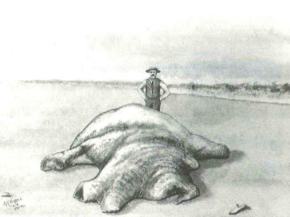 Mysteriöse Wesen und Erscheinungen. Theorie Nummer zwei: A. E. Verrill selbst fertigte diese Zeichnung des sogenannten St. Augustine-Monsters nach einer Fotografie an, die der örtliche Arzt von St. Augustine, Dr. DeWitt Webb, von dem 1896 dort gestrandeten Wesen gemacht hatte. Nach anfänglichen Vermutungen, es handele sich um die Überreste eines gigantischen Kraken, vermutete Verrill anschliessend, der Kadaver müsse von einem Wal stammen.