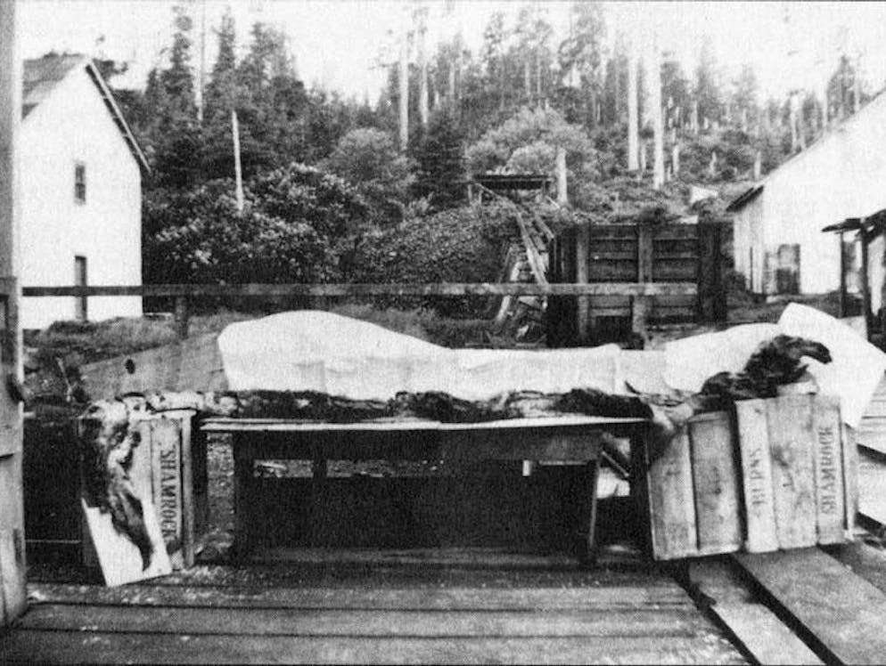 Mysteriöse Wesen und Erscheinungen. Glitschige Inspiration: Das Phänomen «Globster» beruht vor allem auf dem - oft regional geprägten - Glauben an bestimmte Arten von Seemonstern, deren Daseinsbeweis vermeintlich in stark verfallenen angetriebenen Tierkadavern erkannt wird. So gehen an der Pazifikküste Nordamerikas seit Jahrhunderten Geschichten über ein Seeungeheuer um, das seit den Dreissigerjahren als «Cadborosaurus» - liebevolle Kurzform: «Caddy» - bekannt ist. Immer wieder wurden Funde von Walüberresten als angebliche Cadborosaurus-Kadaver deklariert.