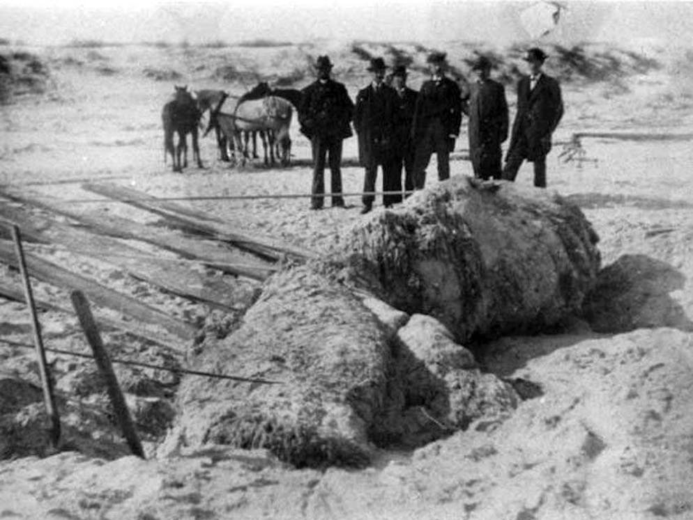 Mysteriöse Wesen und Erscheinungen. Ein rätselhafter Strandfund regte auch die Fantasie der Menschen im Jahr 1896 an. damals wurde am Strand von St. Augustine in Florida ein mysteriöser «Globster» entdeckt, der für wilde Theorien sorgte: Prof. A. E. Verrill aus Yale, ein Spezialist für Wirbellose, schlussfolgerte, es müsse sich bei dem in St. Augustine gefundenen Kadaver um die Überreste einer jener mythischen Riesenkraken handeln, von denen Seeleute seit Jahrhunderten berichteten. Als Namen für die vermeintlich neue Art schlug der Forscher «Octopus giganteus» vor. Obwohl Verrill ...
