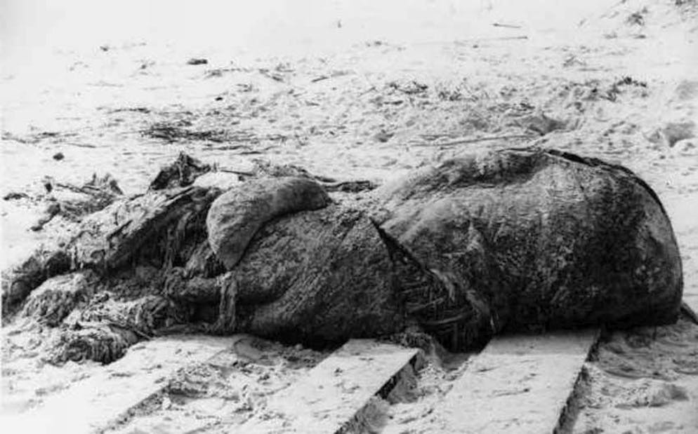 Mysteriöse Wesen und Erscheinungen. ...seine Theorien über den Ursprung des in St. Augustine gefundenen Wesens wenig später widerrief, erfreute sich seine Monsterkrakentheorie noch lange grosser Beliebtheit. Noch 1971 meinten Forscher, bestätigen zu können, dass es sich bei dem Kadaver tatsächlich um einen gigantischen Oktopus gehandelt habe, der zu Lebzeiten 60 Meter von Tentakelspitze zu Tentakelspitze gemessen haben müsse. Erst 1995 und 2004 belegten Untersuchungen von US-Forschern eindeutig, dass es sich bei dem Fund um keinen Oktopus gehandelt hatte.