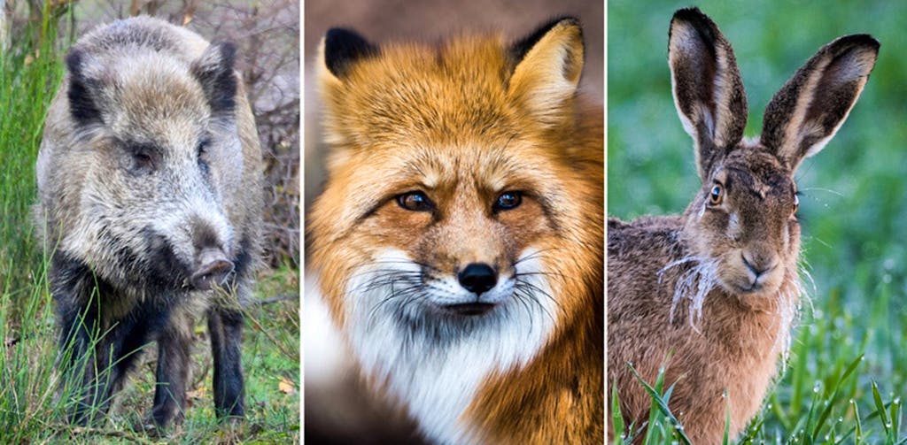 Dans L Intimite Des Animaux Sauvages Chaleur A La Saint Valentin